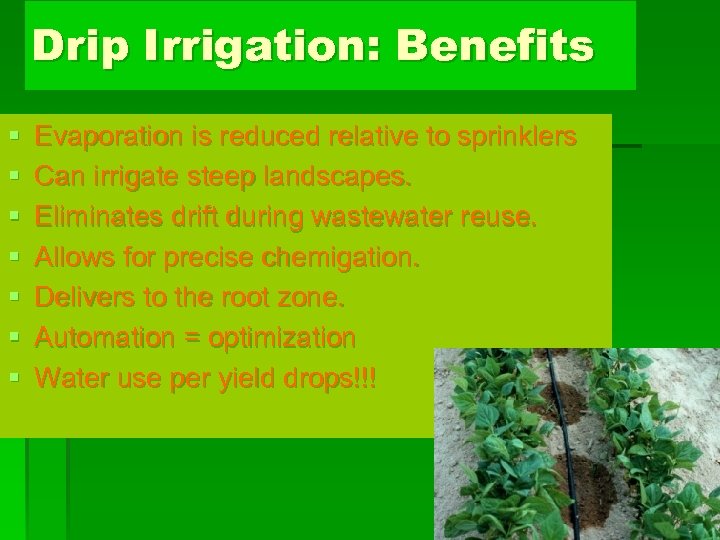 Drip Irrigation: Benefits § § § § Evaporation is reduced relative to sprinklers Can
