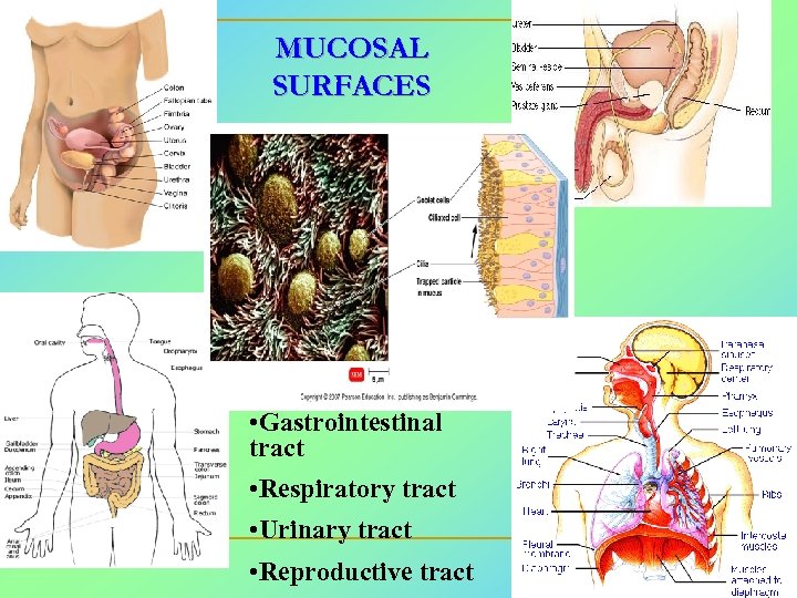 MUCOSAL SURFACES • Gastrointestinal tract • Respiratory tract • Urinary tract • Reproductive tract
