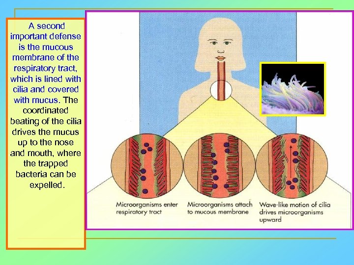 A second important defense is the mucous membrane of the respiratory tract, which is