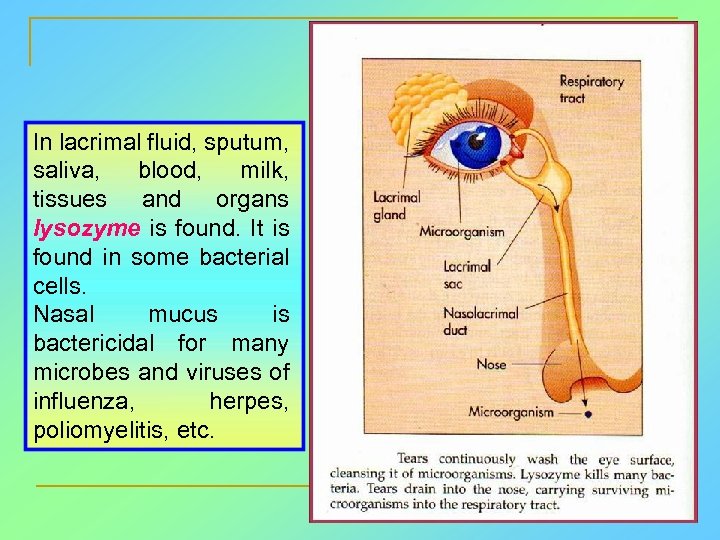 In lacrimal fluid, sputum, saliva, blood, milk, tissues and organs lysozyme is found. It