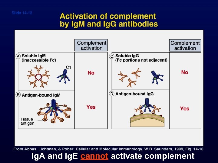 Ig. A and Ig. E cannot activate complement 