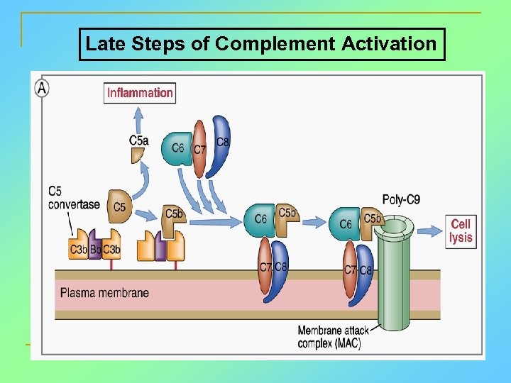 Late Steps of Complement Activation 