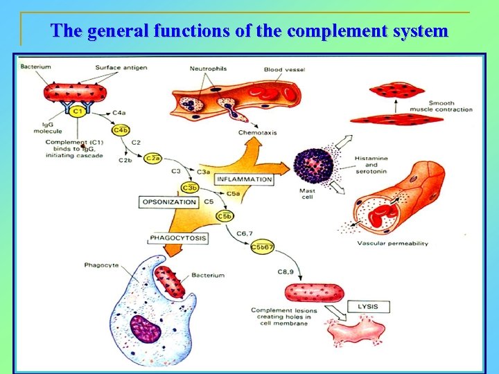 The general functions of the complement system 