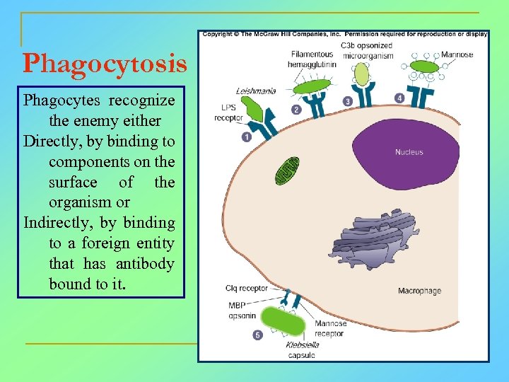 Phagocytosis Phagocytes recognize the enemy either Directly, by binding to components on the surface