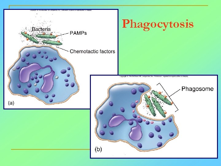 Phagocytosis 