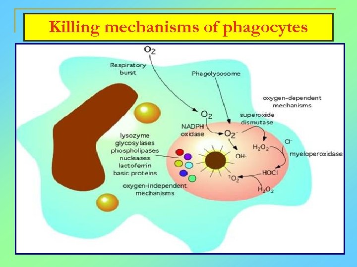 Killing mechanisms of phagocytes 