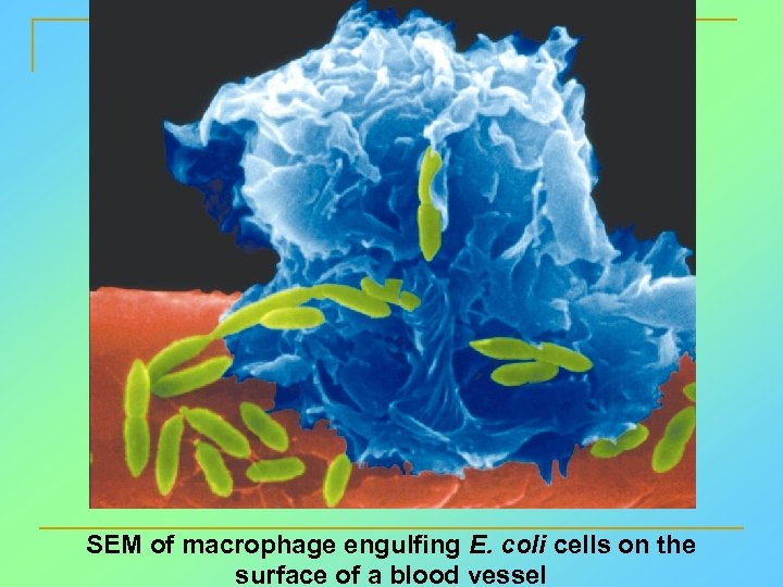 SEM of macrophage engulfing E. coli cells on the surface of a blood vessel
