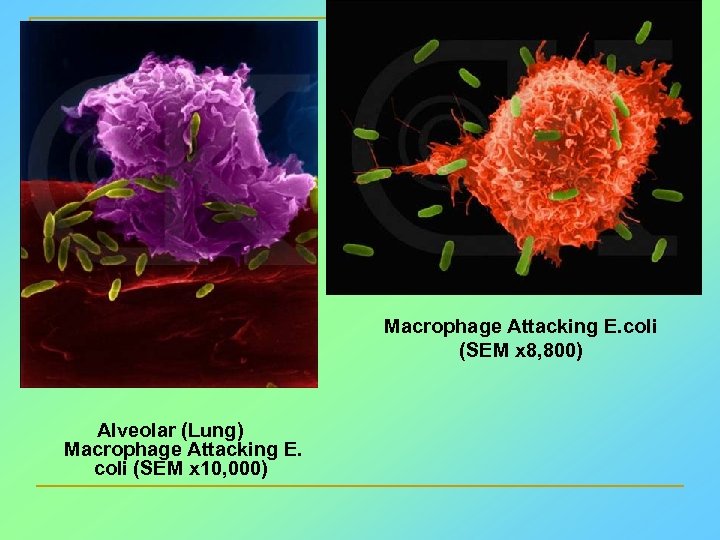 Macrophage Attacking E. coli (SEM x 8, 800) Alveolar (Lung) Macrophage Attacking E. coli