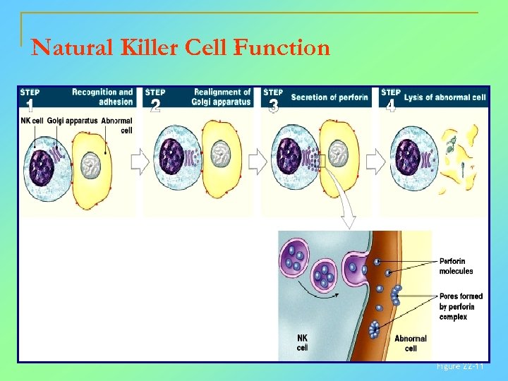 Natural Killer Cell Function Figure 22– 11 