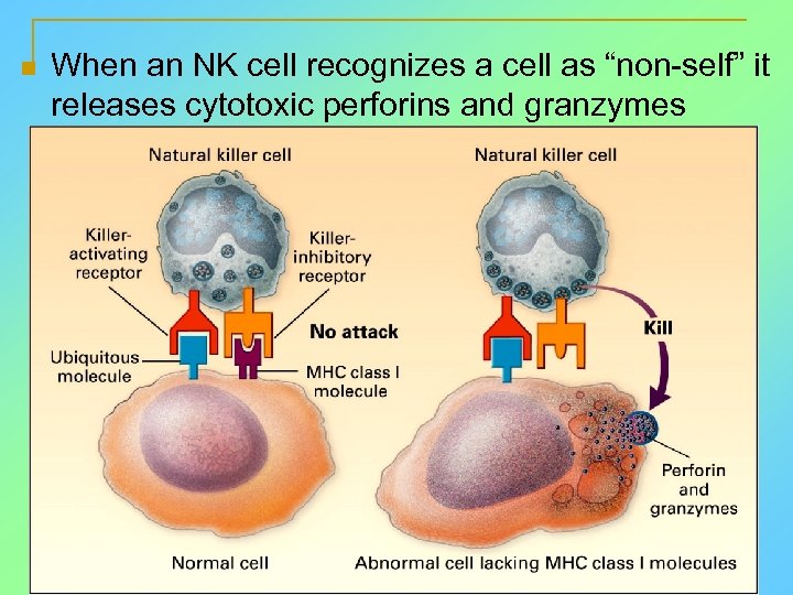 n When an NK cell recognizes a cell as “non-self” it releases cytotoxic perforins