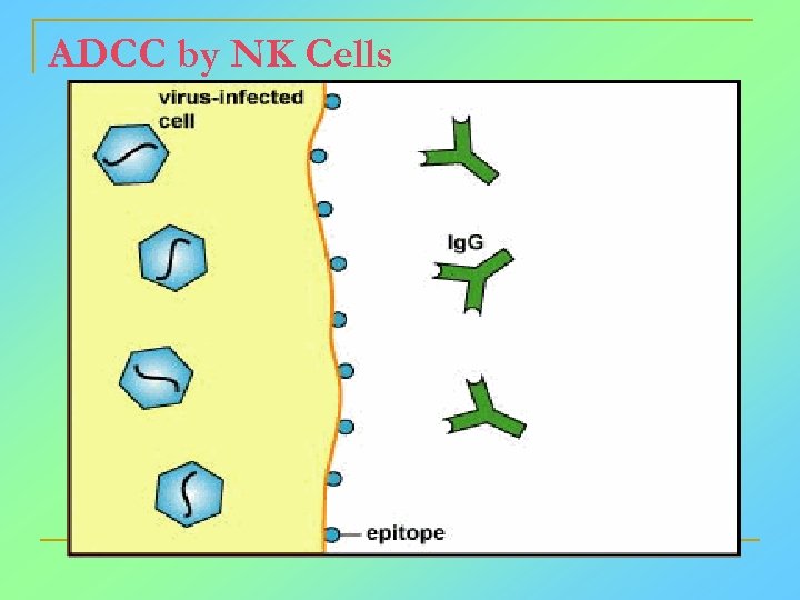ADCC by NK Cells 