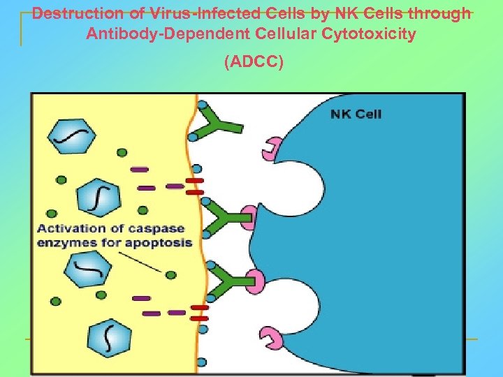 Destruction of Virus-Infected Cells by NK Cells through Antibody-Dependent Cellular Cytotoxicity (ADCC) 