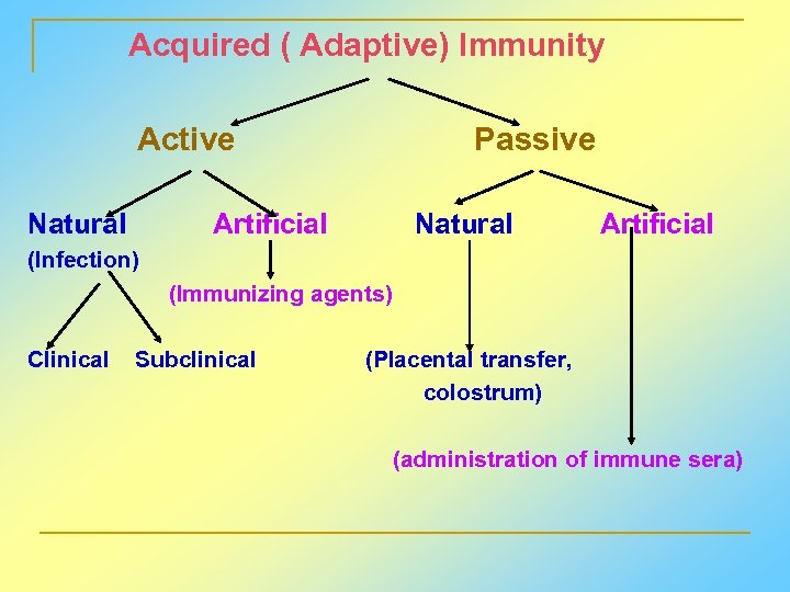  Acquired ( Adaptive) Immunity Active Passive Natural Artificial (Infection) (Immunizing agents) Clinical Subclinical