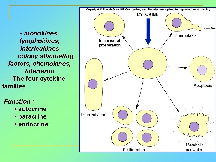- monokines, lymphokines, interleukines colony stimulating factors, chemokines, interferon - The four cytokine families