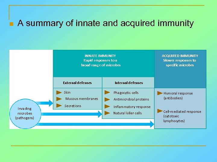 n A summary of innate and acquired immunity INNATE IMMUNITY Rapid responses to a