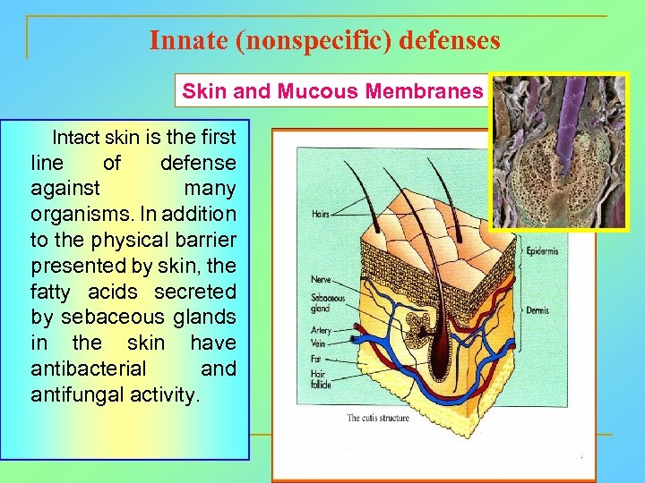 Innate (nonspecific) defenses Skin and Mucous Membranes Intact skin is the first line of