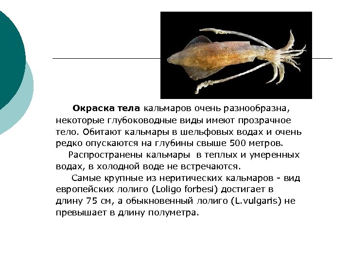 Окраска тела кальмаров очень разнообразна, некоторые глубоководные виды имеют прозрачное тело. Обитают кальмары в
