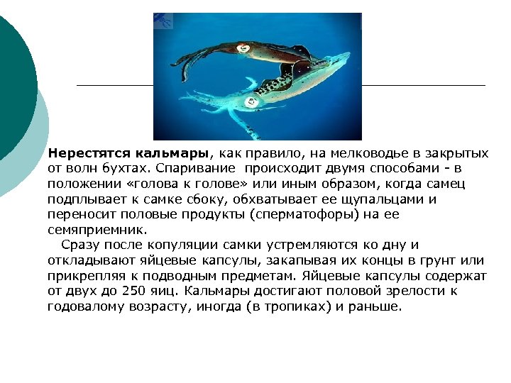 Нерестятся кальмары, как правило, на мелководье в закрытых от волн бухтах. Спаривание происходит двумя