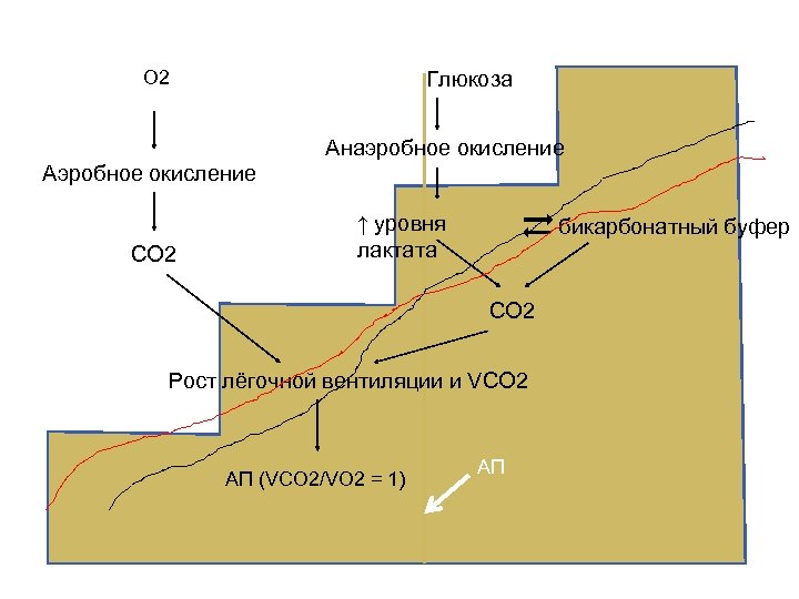 О 2 Глюкоза Анаэробное окисление Аэробное окисление СО 2 ↑ уровня лактата бикарбонатный буфер