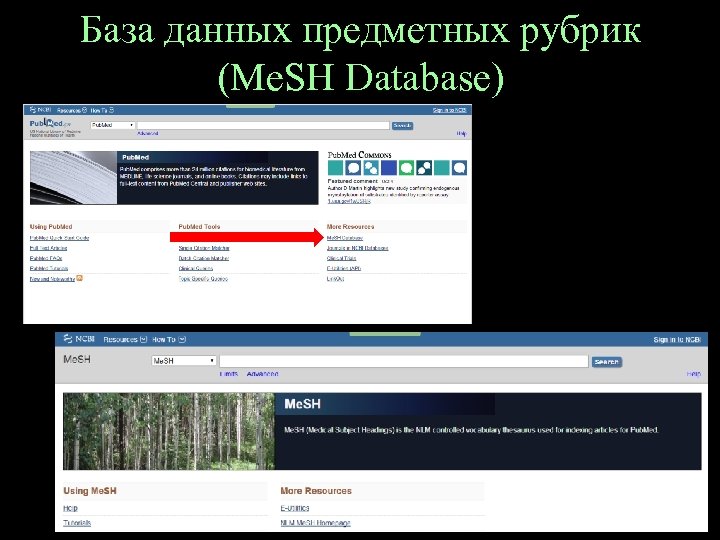 База данных предметных рубрик (Me. SH Database) 