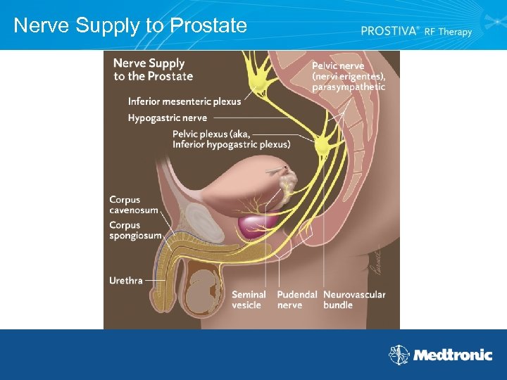 why does the prostate have nerves masaj prostatită stagnantă