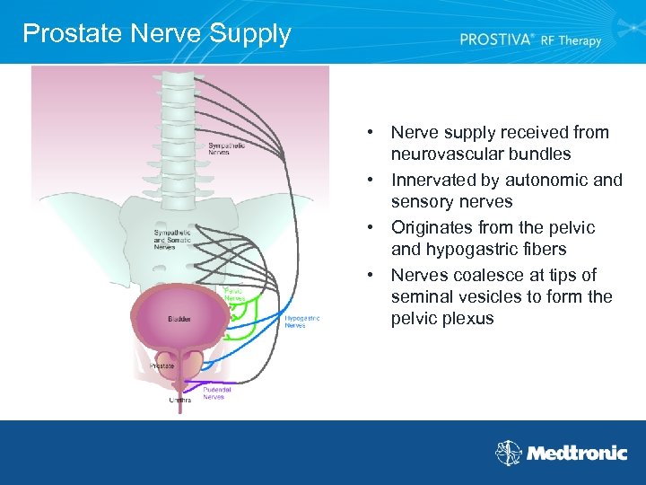 Prostate Nerve Supply • Nerve supply received from neurovascular bundles • Innervated by autonomic