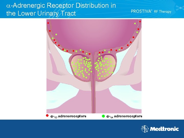  -Adrenergic Receptor Distribution in the Lower Urinary Tract -1 D adrenoreceptors -1 A