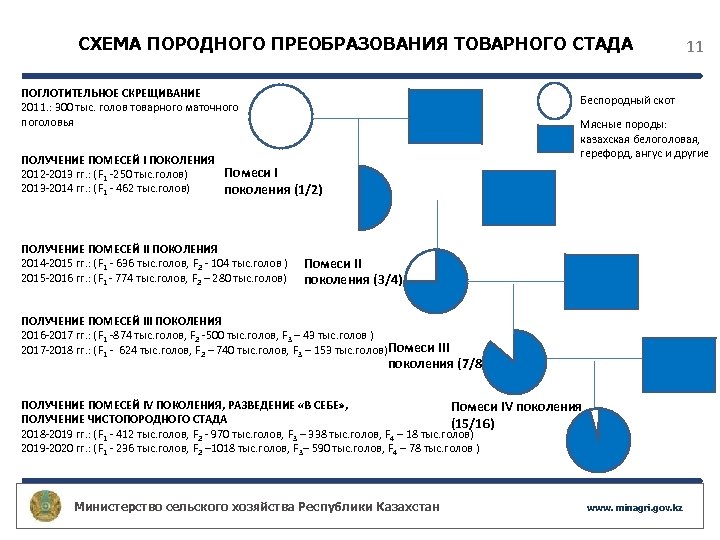 Схема поглотительное скрещивание