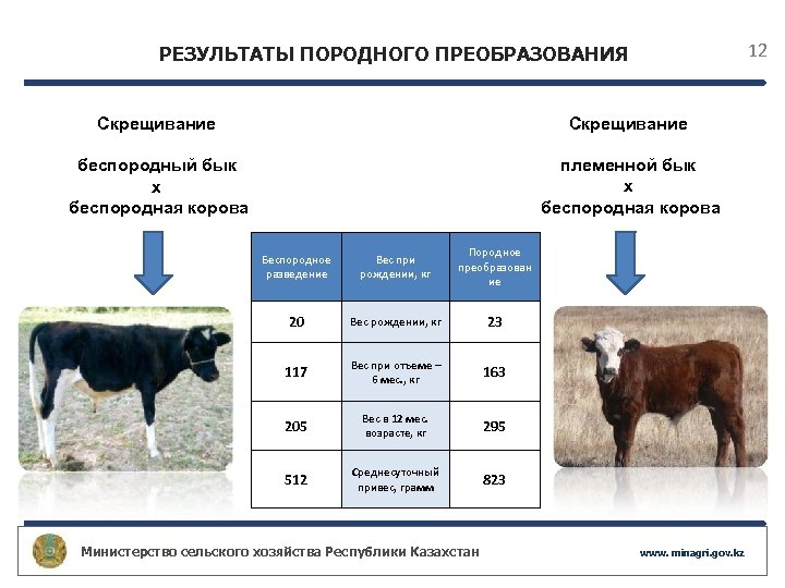 12 РЕЗУЛЬТАТЫ ПОРОДНОГО ПРЕОБРАЗОВАНИЯ Скрещивание беспородный бык х беспородная корова племенной бык х беспородная