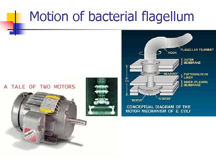 Motion of bacterial flagellum 