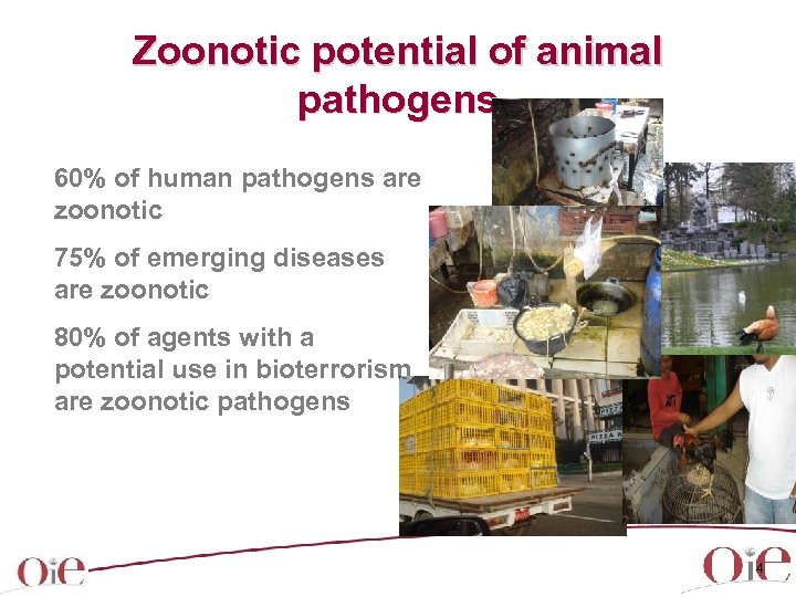 Zoonotic potential of animal pathogens 60% of human pathogens are zoonotic 75% of emerging