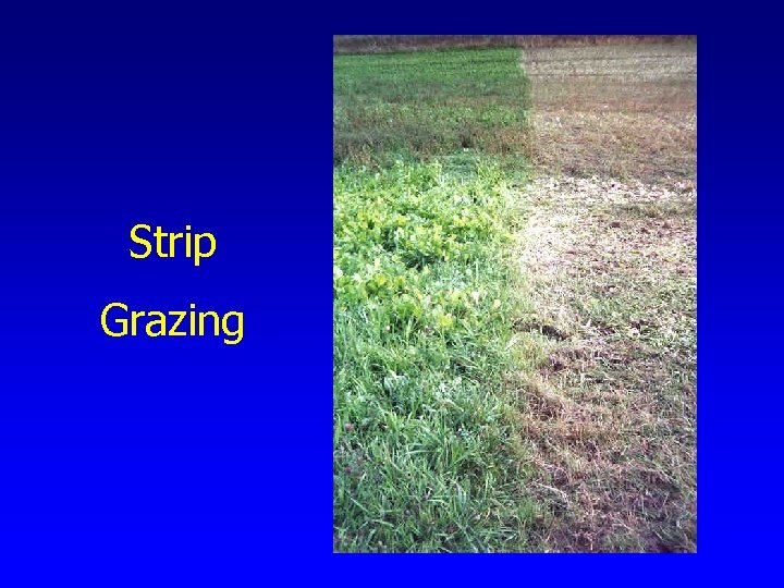 Strip Grazing 