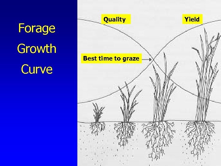 Forage Growth Curve Quality Best time to graze Yield 