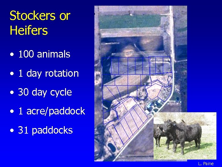 Stockers or Heifers • 100 animals • 1 day rotation • 30 day cycle