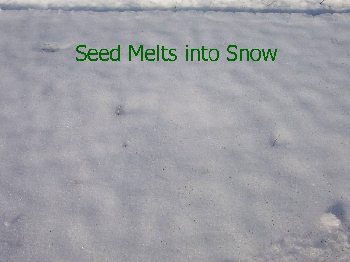 Seed Melts into Snow 