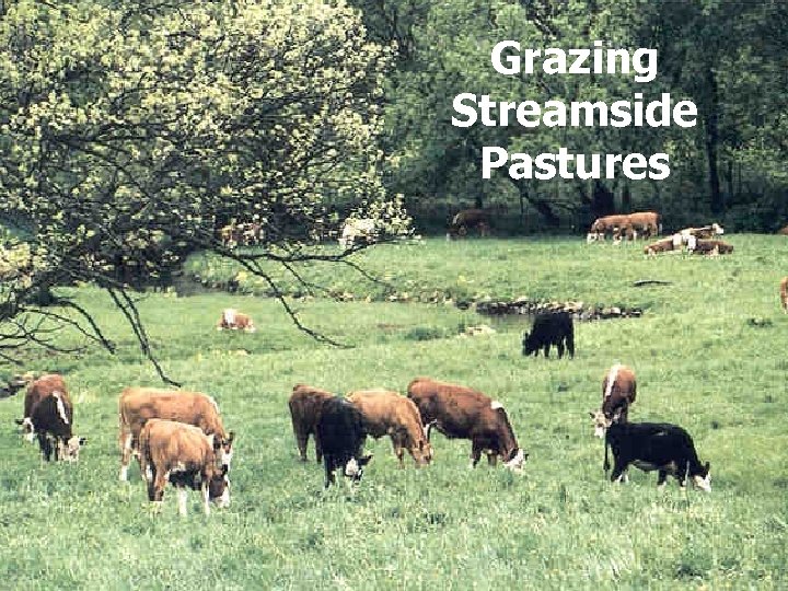 Grazing Streamside Pastures 