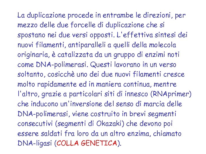 La duplicazione procede in entrambe le direzioni, per mezzo delle due forcelle di duplicazione
