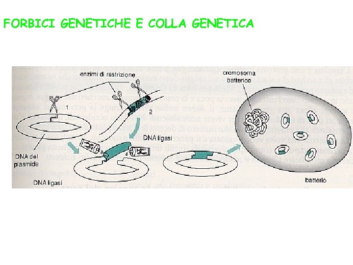 FORBICI GENETICHE E COLLA GENETICA 