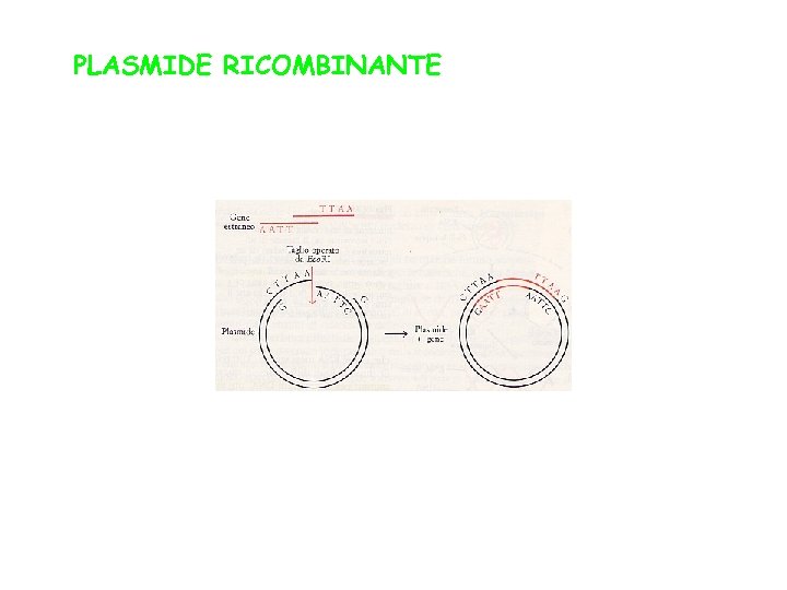 PLASMIDE RICOMBINANTE 