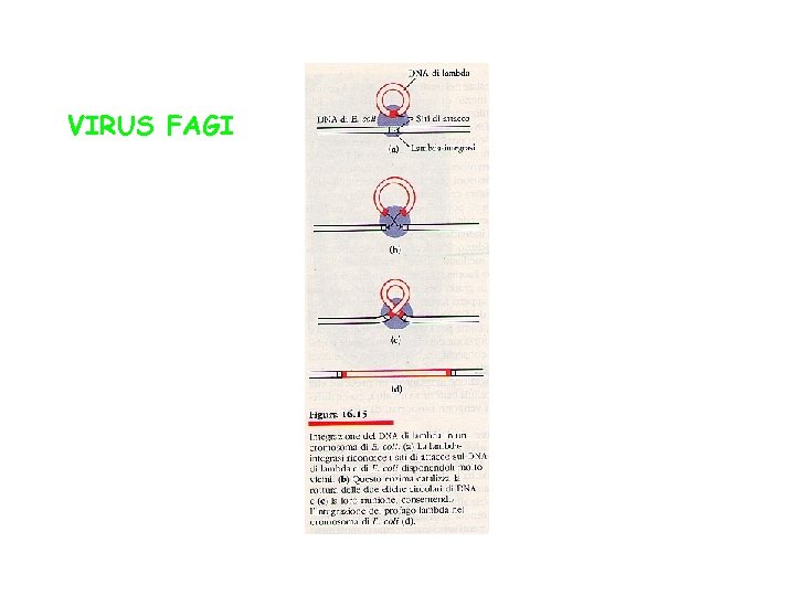 VIRUS FAGI 