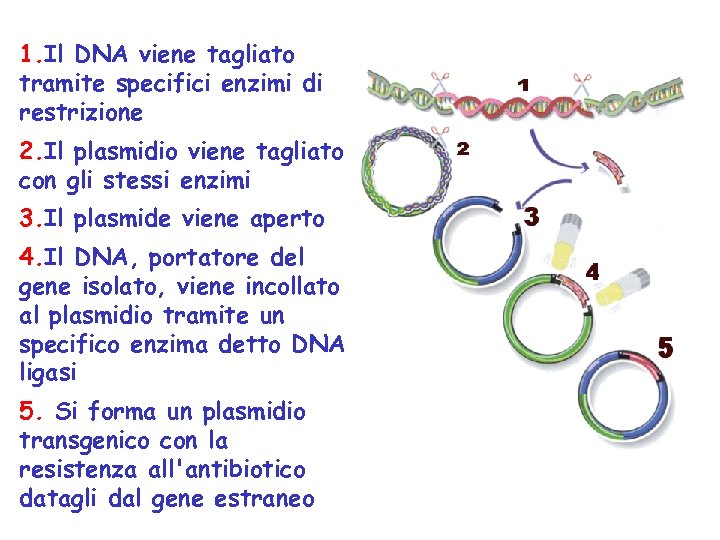 1. Il DNA viene tagliato tramite specifici enzimi di restrizione 2. Il plasmidio viene