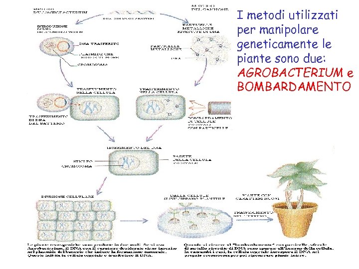I metodi utilizzati per manipolare geneticamente le piante sono due: AGROBACTERIUM e BOMBARDAMENTO 