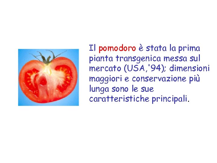 Il pomodoro è stata la prima pianta transgenica messa sul mercato (USA, '94); dimensioni