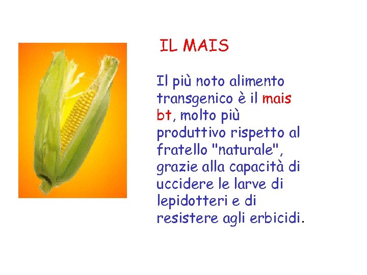 IL MAIS Il più noto alimento transgenico è il mais bt, molto più produttivo