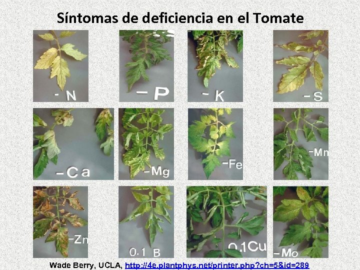 Síntomas de deficiencia en el Tomate Wade Berry, UCLA, http: //4 e. plantphys. net/printer.