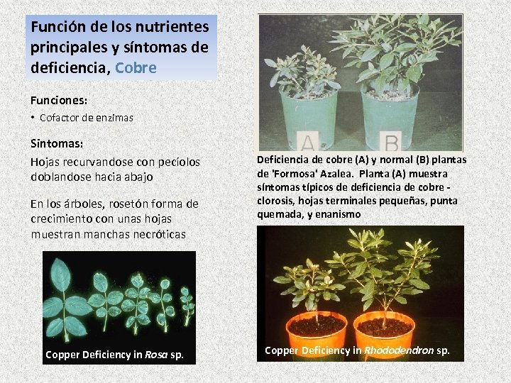 Función de los nutrientes principales y síntomas de deficiencia, Cobre Funciones: • Cofactor de