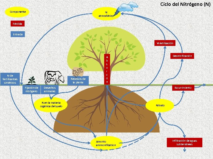 Ciclo del Nitrógeno (N) Componente N atmosférico Pérdida Entrada Volatilización N de fertilizantes sintéticos