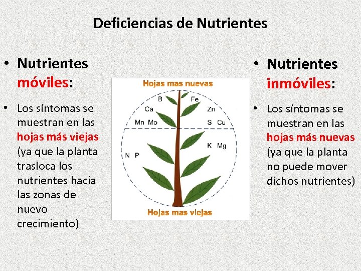 Deficiencias de Nutrientes • Nutrientes móviles: • Nutrientes inmóviles: • Los síntomas se muestran