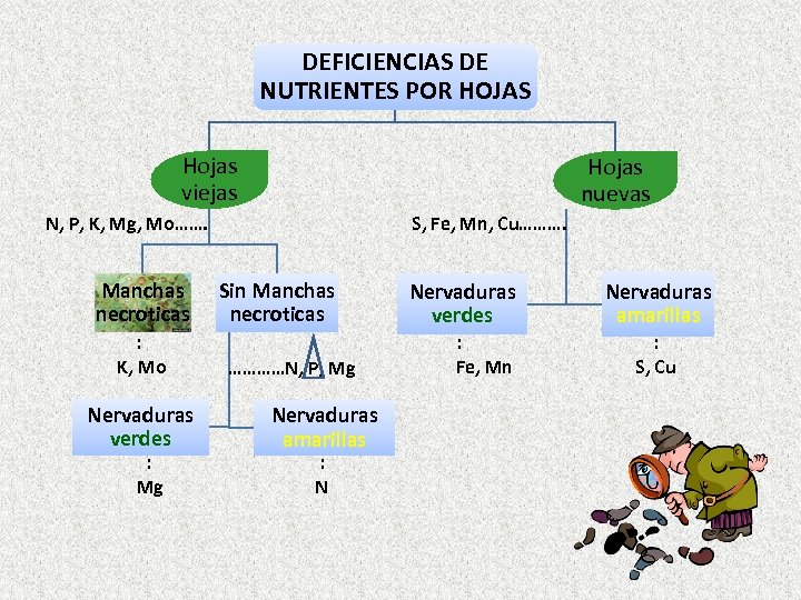 DEFICIENCIAS DE NUTRIENTES POR HOJAS Hojas viejas Hojas nuevas N, P, K, Mg, Mo…….