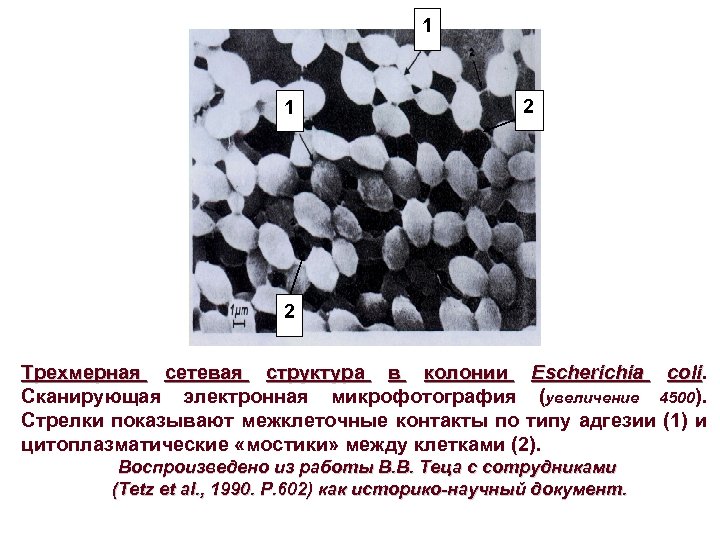 1 1 2 2 Трехмерная сетевая структура в колонии Escherichia coli Сканирующая электронная микрофотография